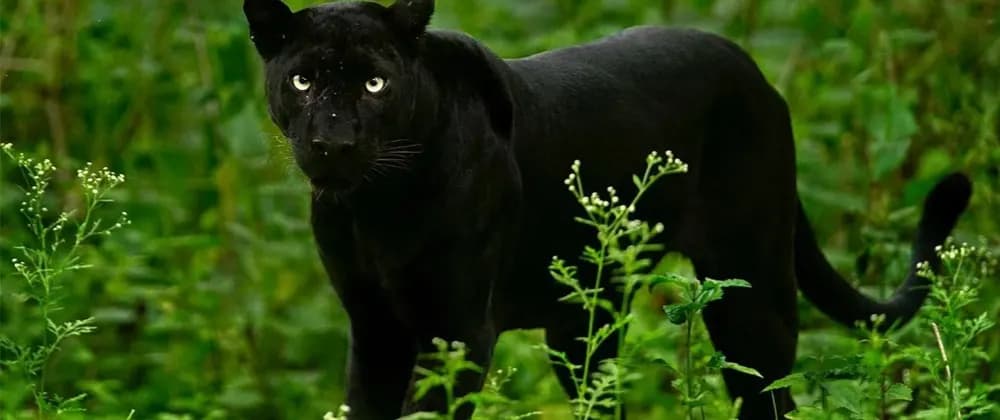 EC2 Spot Interruptions - AWS Fault Injection Simulator